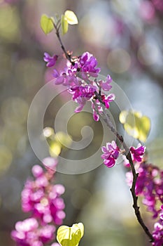 Cercis European flowers colorful spring background