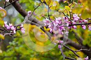 Cercis European, or Judas tree Cercis siliquastrum photo