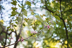 Cercis flowers on branches