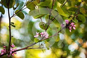 Cercis flowers on branches