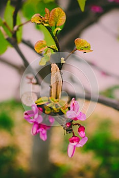 Cercis siliquastrum.