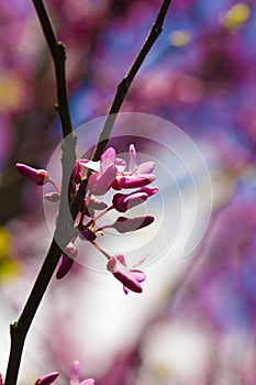 Cercis Siliquastrum photo