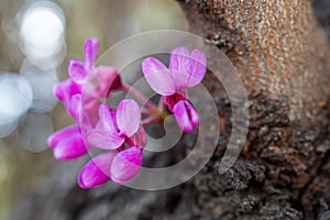 Cercis siliquastrum,