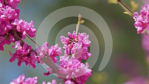 Cercis Siliquastrum In Bloom. Beautiful Redbud Tree Blooming In Pink And Purple Tones Branches. Close up.