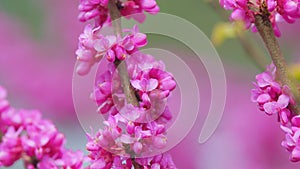 Cercis Siliquastrum In Bloom. Beautiful Redbud Tree Blooming In Pink And Purple Tones Branches. Close up.