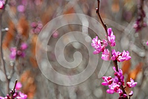 Cercis siliquastrum blooming tree, branch with flowers