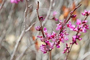 Cercis siliquastrum blooming tree, branch with flowers