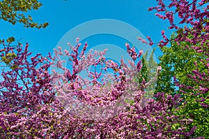 Cercis siliquastrum blooming tree in garden