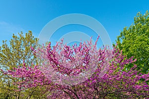 Cercis siliquastrum blooming tree in garden