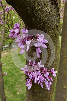 Cercis siliquastrum in boom