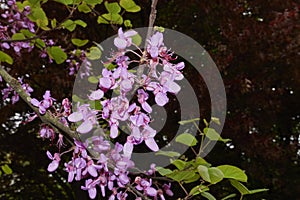 Cercis siliquastrum in boom