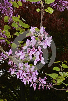 Cercis siliquastrum in boom