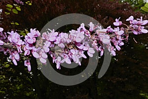 Cercis siliquastrum in boom