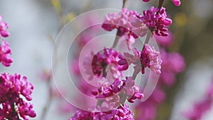 Cercis Siliquastrum Branches With Pink Flowers In Spring. Cercis Is A Tree Or Shrub. Close up.