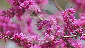 Cercis Siliquastrum Branches With Pink Flowers In Spring. Cercis Is A Tree Or Shrub. Close up.