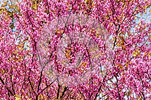 Cercis siliquastrum branches with pink flowers in spring photo