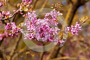 Cercis siliquastrum branches with pink flowers in spring photo