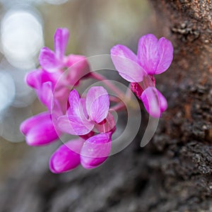 Cercis siliquastrum, commonly known