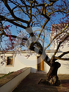 Cercis siliquastrum, commonly known as the Judas tree