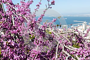 Cercis siliquastrum, commonly known as the Judas tree