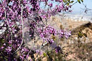 Cercis siliquastrum, commonly known as the Judas tree