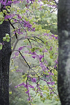 Cercis siliquastrum, commonly known as the Judas tree