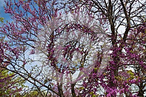 Cercis siliquastrum, commonly known as the Judas tree or Judas-tree