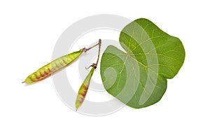 Cercis siliquastrum, commonly known as the Judas tree or Judas-tree. Isolated on white background.