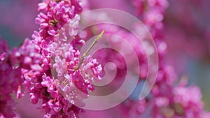 Cercis Siliquastrum Flowers. Stately Tree With Its Purple-Pink Spring Bloom. Close up.