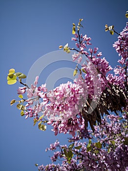 Cercis siliquastrum or Judas tree