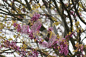 Cercis siliquastrum, Judas tree