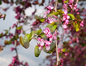 Cercis Siliquastrum Or Judas Tree In Bloom On Crete Greece