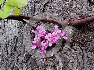 Cercis Siliquastrum Or Judas Tree In Bloom On Crete Greece