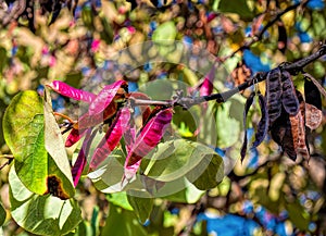 Cercis siliquastrum Judas tree or Gainier with thin red-brown,