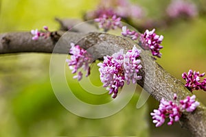 Cercis siliquastrum or Judas tree, ornamental tree blooming with beautiful deep pink colored flowers in the spring. Eastern redbud