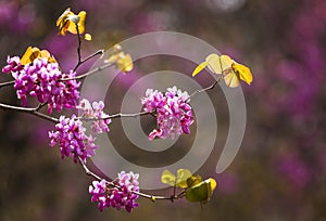 Cercis siliquastrum or Judas tree, ornamental tree blooming with beautiful pink colored flowers. Eastern redbud tree blossoms in