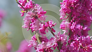 Cercis Siliquastrum Or Judas Tree. Spring Ornamental Plant Is Illuminated By The Sun. Close up.