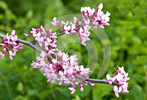 Cercis siliquastrum pink spring flowers