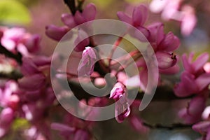 Cercis siliquastrum, redbud tree in bloom