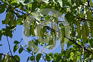 Cercis siliquastrum seeds and leaves in summer