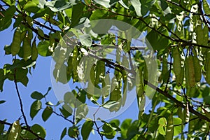 Cercis siliquastrum seeds and leaves in summer photo