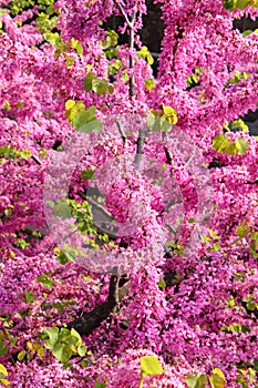 Cercis Siliquastrum tree