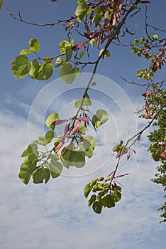 Cercis siliquastrum tree with fruits