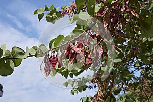 Cercis siliquastrum tree with fruits