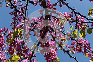 Cercis Siliquastrum tree in the garden