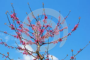 Cercis siliquastrum tree ( Judas tree ). Ornamental tree with bright pink flowers