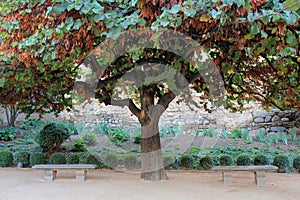 Cercis siliquastrum (tree of love)
