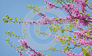 Cercis siliquastrumJudas tree