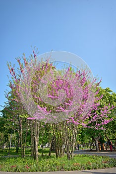 Cercis siliquastrumJudas tree