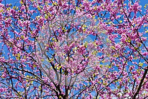 Cercis tree in bloom with blue sky